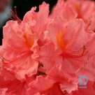 Pārdod vasaras rododendru "SARINA"