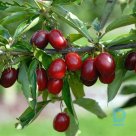 Продают Саженцы плодовых деревьев "KIZILS"