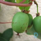 Actinidia "WEIKI" for sale
