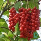 For sale Five-flavor berry "Schizandra chinensis"