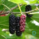 Black mulberry "ILINOIS EVERBEARING" for sale