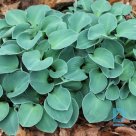 Hosta plant "BLUE MOUSE EARS" for sale