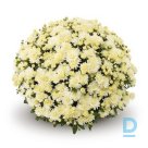 Chrysanthemums "AMIKO WHITE" for sale
