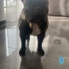 Отдает Французский бульдог
