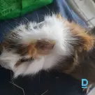 Pārdod Jūrascūciņu
