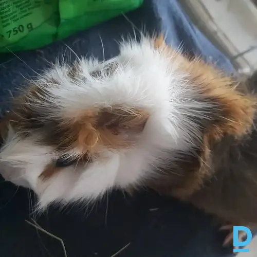 Pārdod Jūrascūciņu