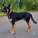 Bobi