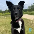 Raļf