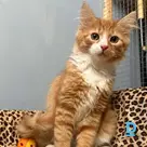 Элей