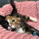 Sonja
