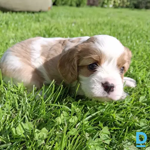 Pārdod Kinga Čārlza spaniels