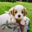 Продают Король Чарльз Спаниель