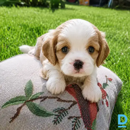 Pārdod Kinga Čārlza spaniels