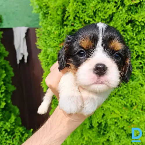 Pārdod Kinga Čārlza spaniels