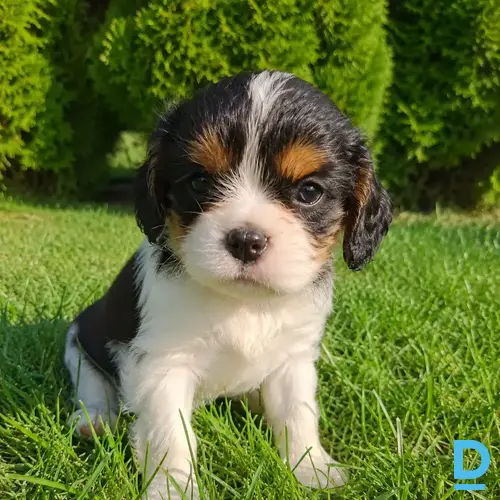 Pārdod Kinga Čārlza spaniels