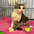 Mira