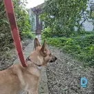 Gives Non-pedigree dog