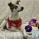 Робин