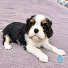Pārdod Kinga Čārlza spaniels