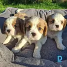Pārdod Kinga Čārlza spaniels