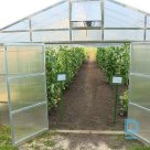 Greenhouse ‘GARDEN FERMER 5.5M’ for sale