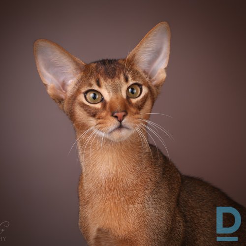 Pārdod Abesīnijas kaķis Pārdod Abesīnijas kaķis