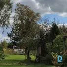 Продают Другая древесина