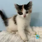 Elza