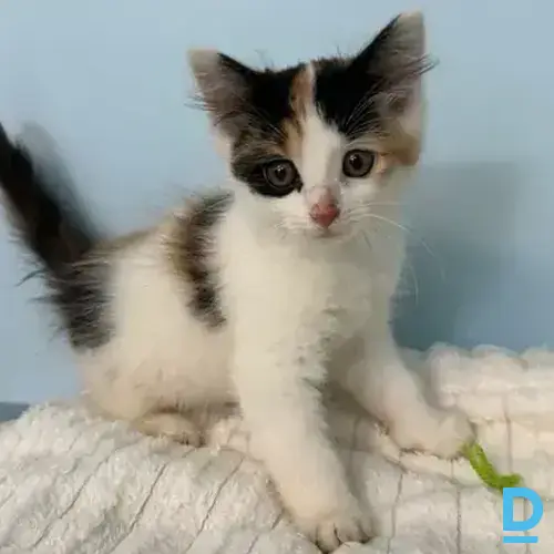 Elza