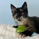 Tiana (reserved)