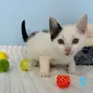 Olaf (reserved)