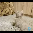 Продают Британская короткошерстная кошка