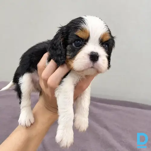 Pārdod Kinga Čārlza spaniels