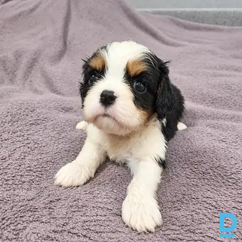 Pārdod Kinga Čārlza spaniels