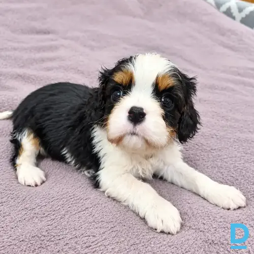 Pārdod Kinga Čārlza spaniels