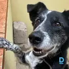 Šeila
