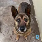 Dendijs