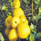 Quince "Japanese quince" for sale