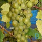 "SUPAGA" grapes for sale