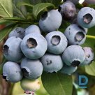 Bush blueberry "TORO" for sale