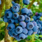 Bush blueberries "REKA" for sale