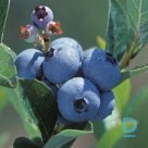 Bush blueberry "POLARIS" for sale