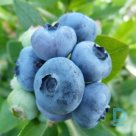 Blueberry "NORTHBLUE" for sale