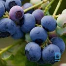 Blueberry "HANNAH" for sale