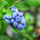 Blueberries "Duke" for sale