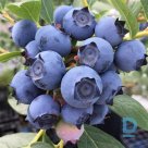 Blueberry "CHANTICLEER" for sale