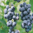 Bush blueberries "CHANDLER" for sale