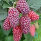 Blackberry-raspberry cross "BUCKINGEM TAYBERRY" for sale