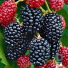 Thornless blackberry "THORNFREE" for sale