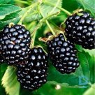 Thornless blackberry "RELEVANT" for sale